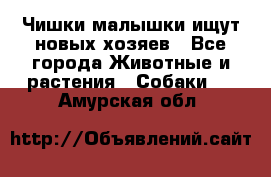   Чишки-малышки ищут новых хозяев - Все города Животные и растения » Собаки   . Амурская обл.